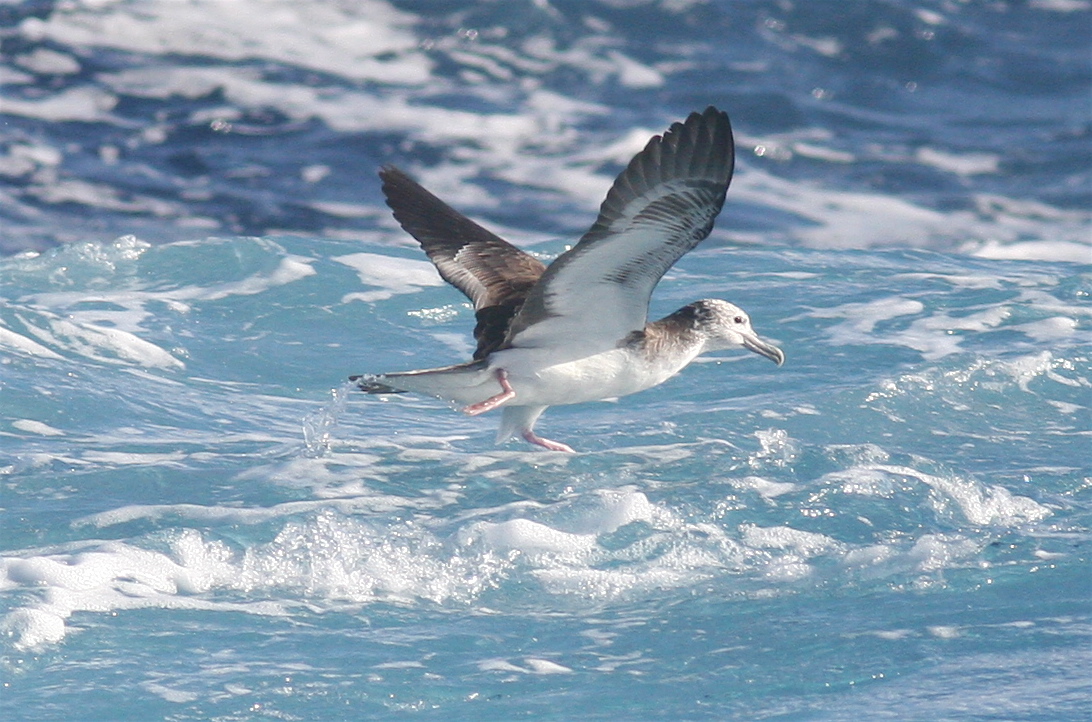This is an image of a streaked shearwater.